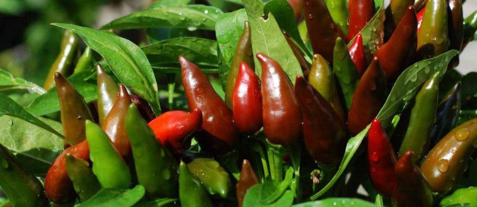 Izmenjava čili semen in delavnica gojenja čilijev